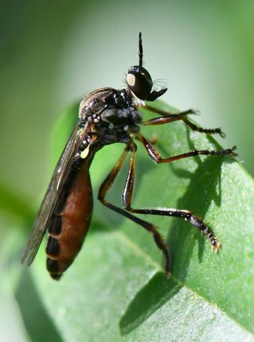 Dioctria hyalipennis